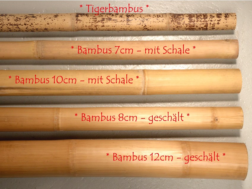 BAMBUSROHR - Durchmesser 8-10 cm - mit Schale | FLAIR COLLECTION