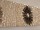TAO Wandspiegel - exotischer Muschelspiegel - Rechteck | SHELL COLLECTION