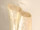 SAIPAN Design Vase aus Capiz Muscheln - Höhe 42 cm | SHELL COLLECTION
