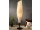 KASIM Moderne Stehlampe mit Muscheln - Höhe 137 cm | SHELL COLLECTION