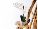 FLOWER Wurzelholz Blumentreppe - Pflanzenständer | WOOD COLLECTION